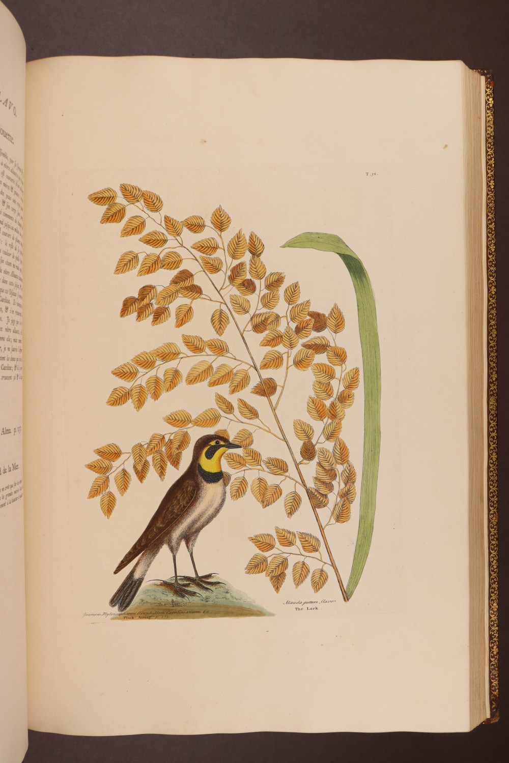 Plate 32